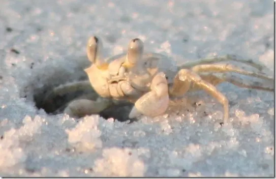 crabby