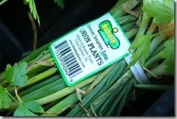 plants