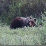 bear
