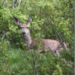 deer