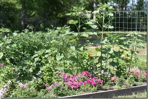 garden2
