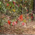 fallfoliage