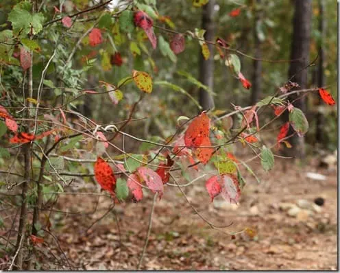 fallfoliage