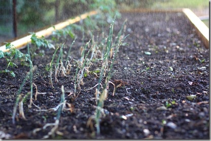 garden4