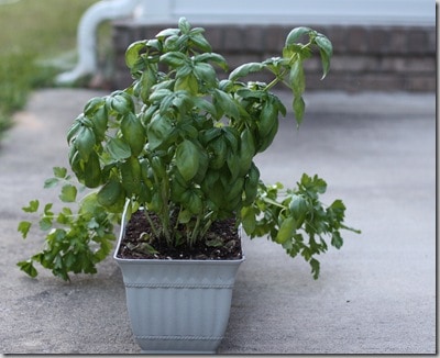 herbs