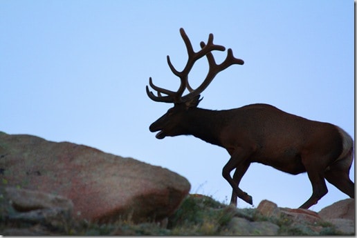 elkshadow2