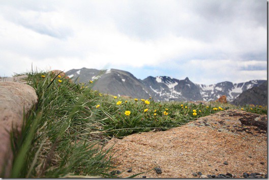 rmnp21