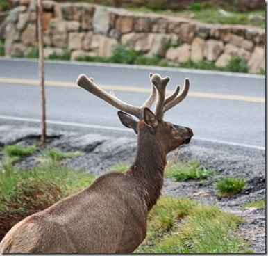 rmnp5