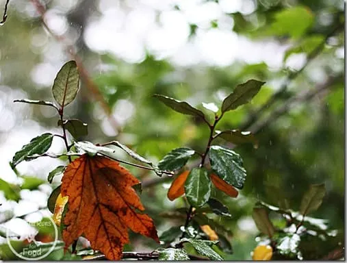leaf2