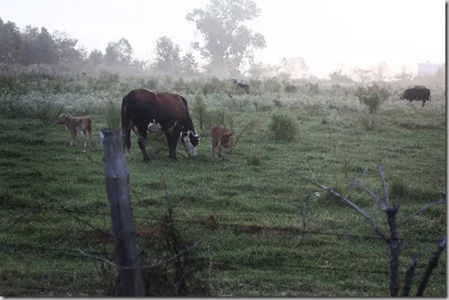 cows calfs