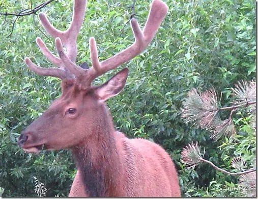 estes park 3