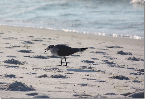 destin4