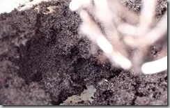 oreos13