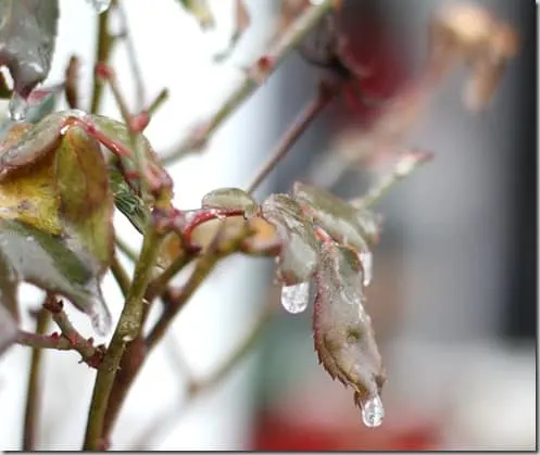 ice2