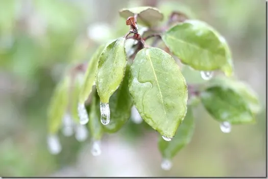 ice7