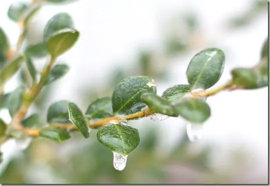 ice