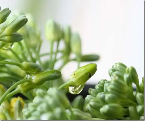 broccolini3