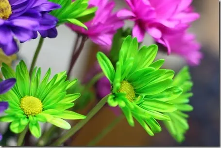 flowers2