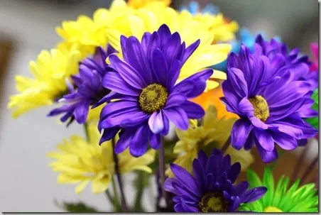 flowers