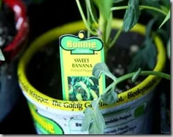 plants4