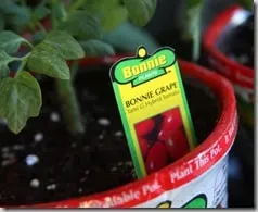 plants5