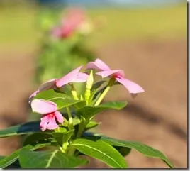plants