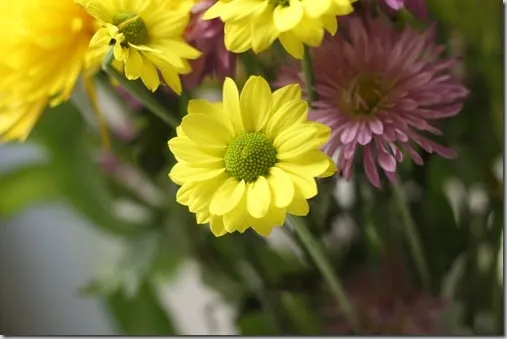flowers