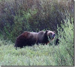 bear2