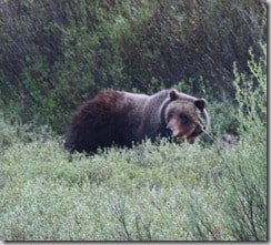 bear