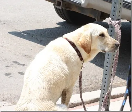 dog