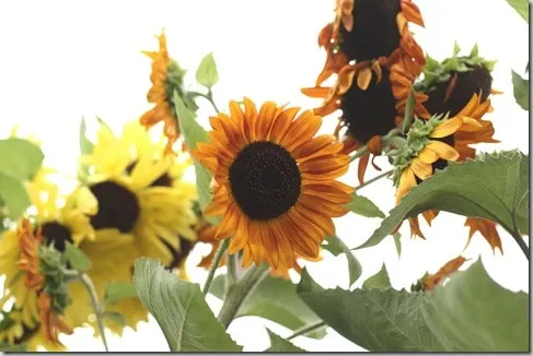 flowers