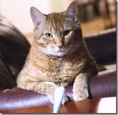 frankie