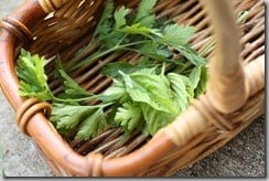 herbs