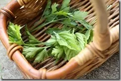 herbs