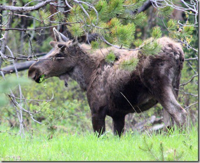 moose1