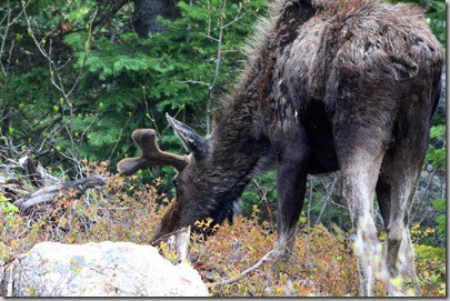 moose2