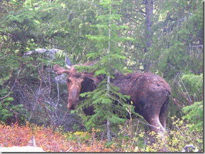 moose3