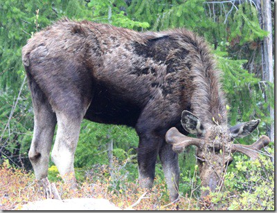 moose4