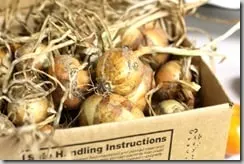onions