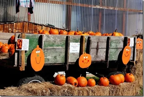pumpkin copy