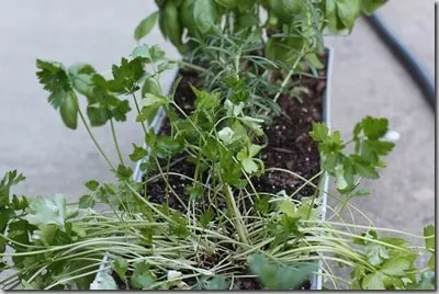 herbs2