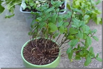 herbs3