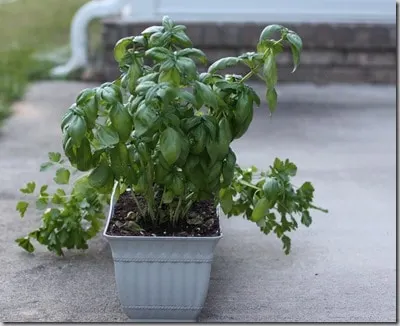 herbs