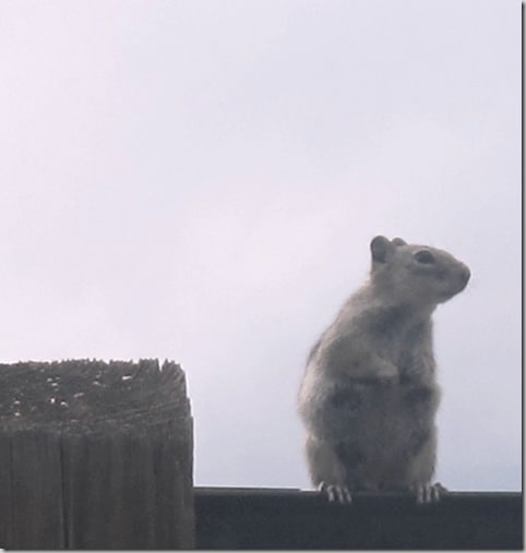 catamount2