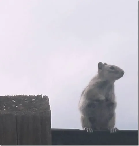 catamount2