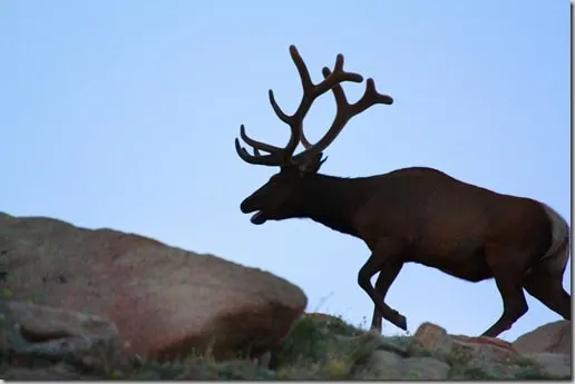 elkshadow2