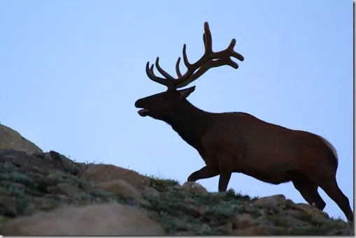 elkshadow
