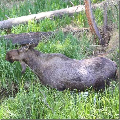 moose