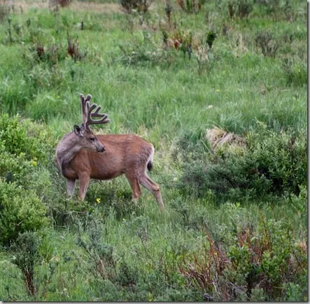 rmnp20