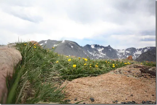 rmnp21